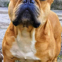 Bulldog francese disponibile per monte