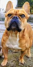 Bulldog francese disponibile per monte