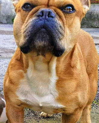 Bulldog francese disponibile per monte