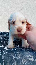 Cucciola di Cocker Spaniel Inglese