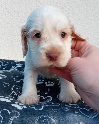 Cucciola di Cocker Spaniel Inglese