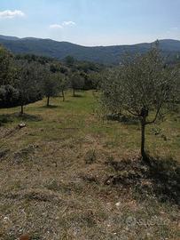 Oliveto