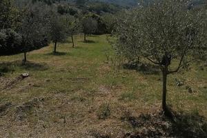 Oliveto