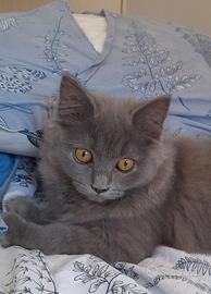 Cucciole British Blue Longhair 