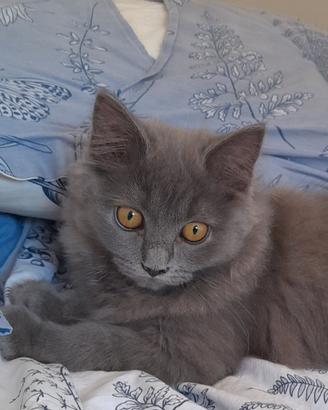 Cucciole British Blue Longhair 