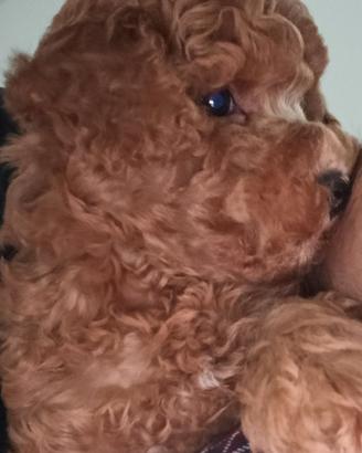 Cucciolo di barboncino toy red disponibile