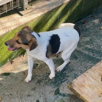 Cuccioli di Jeck Russel