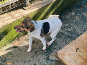 Cuccioli di Jeck Russel