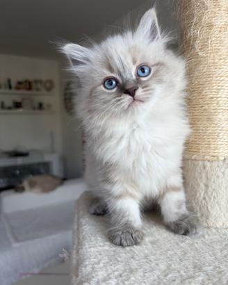Gattine Siberiane ipoallergeniche occhi azzurri