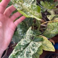 Pianta Syngonium VARIEGATO