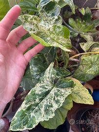 Pianta Syngonium VARIEGATO