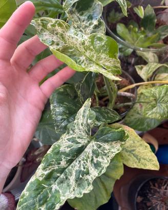 Pianta Syngonium VARIEGATO