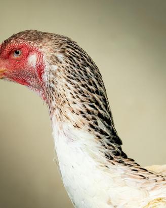 Shamo Consegna in tutta la Puglia