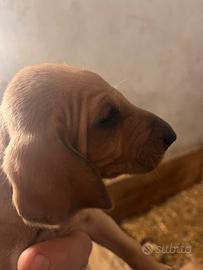 Cuccioli segugi fulvi pelo raso