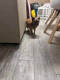 Chihuahua pelo lungo