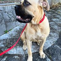 Splendida meticcia di 4 anni