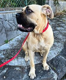 Splendida meticcia di 4 anni