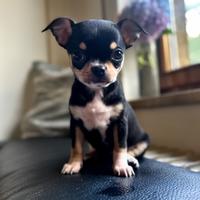 Chihuahua