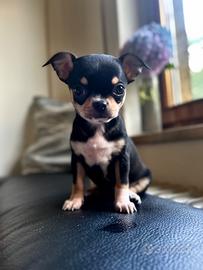 Chihuahua