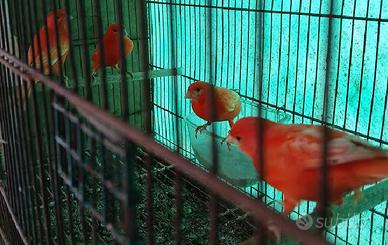 Canarini rossi intensi e brinati