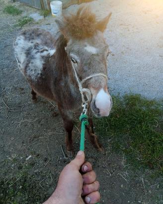 Pony