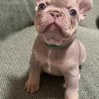 Cuccioli bulldog francese