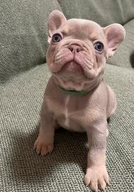 Cuccioli bulldog francese