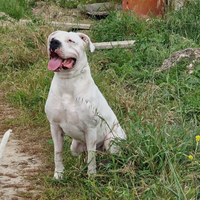 Dogo argentino per monta