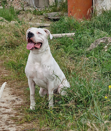 Dogo argentino per monta