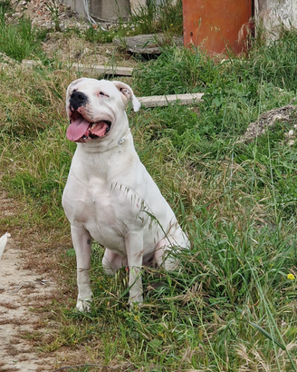 Dogo argentino per monta