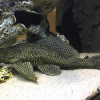 PLECO hypostomus plecostomus gold e ancestrale
