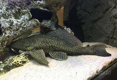 PLECO hypostomus plecostomus gold e ancestrale