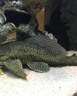 PLECO hypostomus plecostomus gold e ancestrale