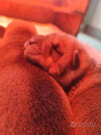 Cuccioli di Shar Pei con Pedigree ENCI/FCI