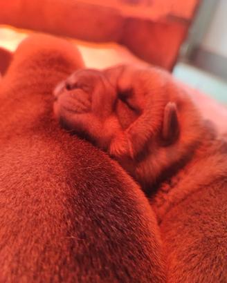 Cuccioli di Shar Pei con Pedigree ENCI/FCI
