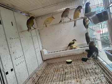 Canarini timbrati spagnoli