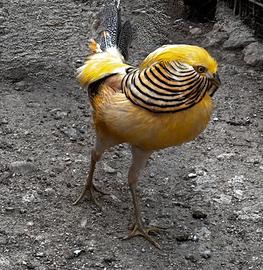 Fagiano dorato giallo
