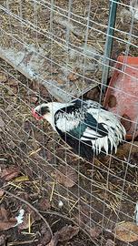 Galline ornamentali e materiale fecondo