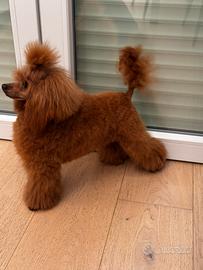 Cucciolo Barboncino Toy Red con Pedigree