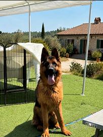 Cucciolone di pastore tedesco