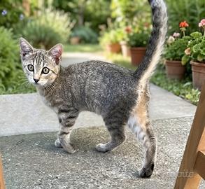 Gatto cucciolo