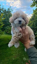 Maltipoo