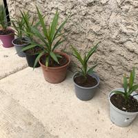 Piante di yucca elephantises