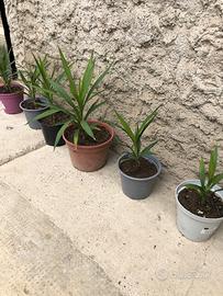 Piante di yucca elephantises