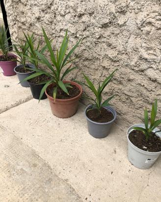 Piante di yucca elephantises