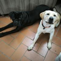 Cane corso e labrador