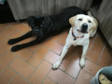 Cane corso e labrador
