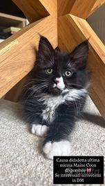 Gattina Maine coon 2 mesi e mezzo