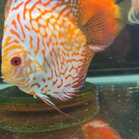 Discus
