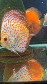 Discus